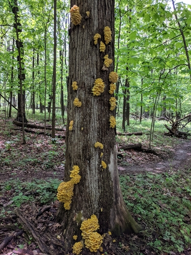 Golden Oyster Mushroom