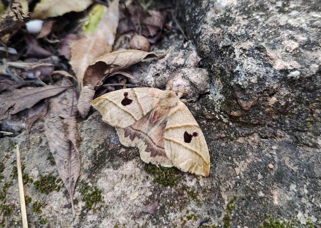 Prohylesia friburgensis