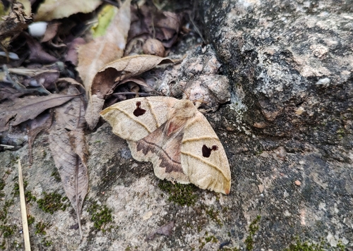 Prohylesia friburgensis