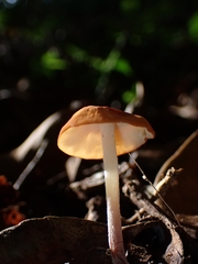 Marasmius cohaerens lachnophyllus