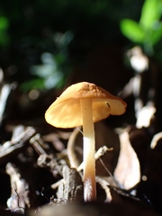 Marasmius cohaerens lachnophyllus