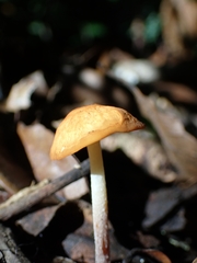 Marasmius cohaerens lachnophyllus