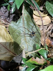 Eupoecilaema panamaense