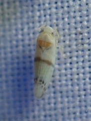 Empoa casta