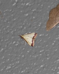 Autocharis hedyphaes