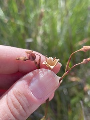 Liparophyllum exaltatum