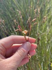 Liparophyllum exaltatum