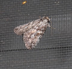 Crioa acronyctoides