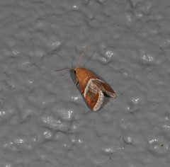 Eublemma lozostropha