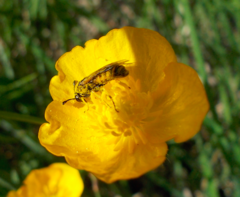 Cimbicidae