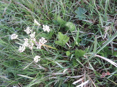 Meum athamanticum