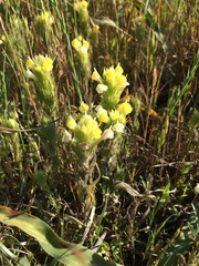 Castilleja rubicundula lithospermoides