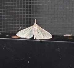 Myrmidonistis hoplora