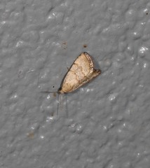 Narangodes