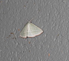 Oenochroma infantilis
