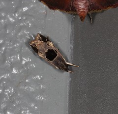 Helcystogramma hibisci