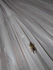 Dendryphantes mordax