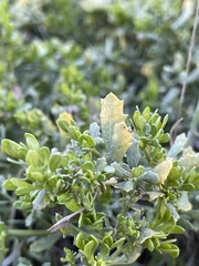 Baccharis pilularis pilularis