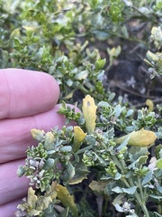 Baccharis pilularis pilularis