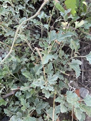 Sphaeralcea mendocina