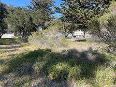 Baccharis pilularis pilularis