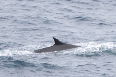 Balaenoptera physalus