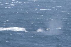 Balaenoptera physalus