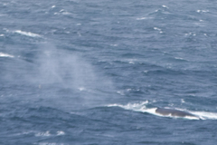 Balaenoptera physalus