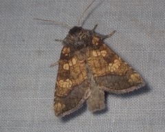 Papaipema cataphracta