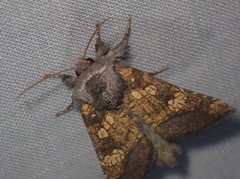 Papaipema cataphracta