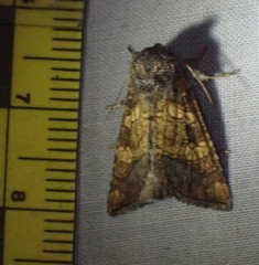 Papaipema cataphracta