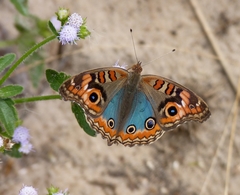 Junonia genoveva