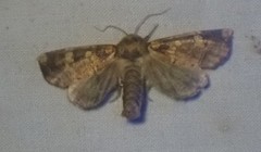 Papaipema cataphracta