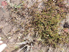 Mecardonia acuminata