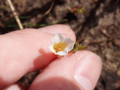Mecardonia acuminata