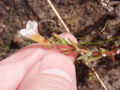 Mecardonia acuminata