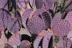 Opuntia santa-rita