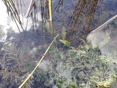 Potamogeton illinoensis