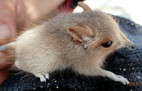 Somali Sengi