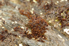 Andreaea amblyophylla