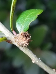 Andricus quercusfoliatus