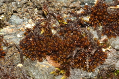 Andreaea amblyophylla