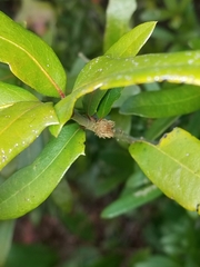 Andricus quercusfoliatus