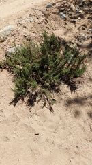 Eriogonum fasciculatum foliolosum