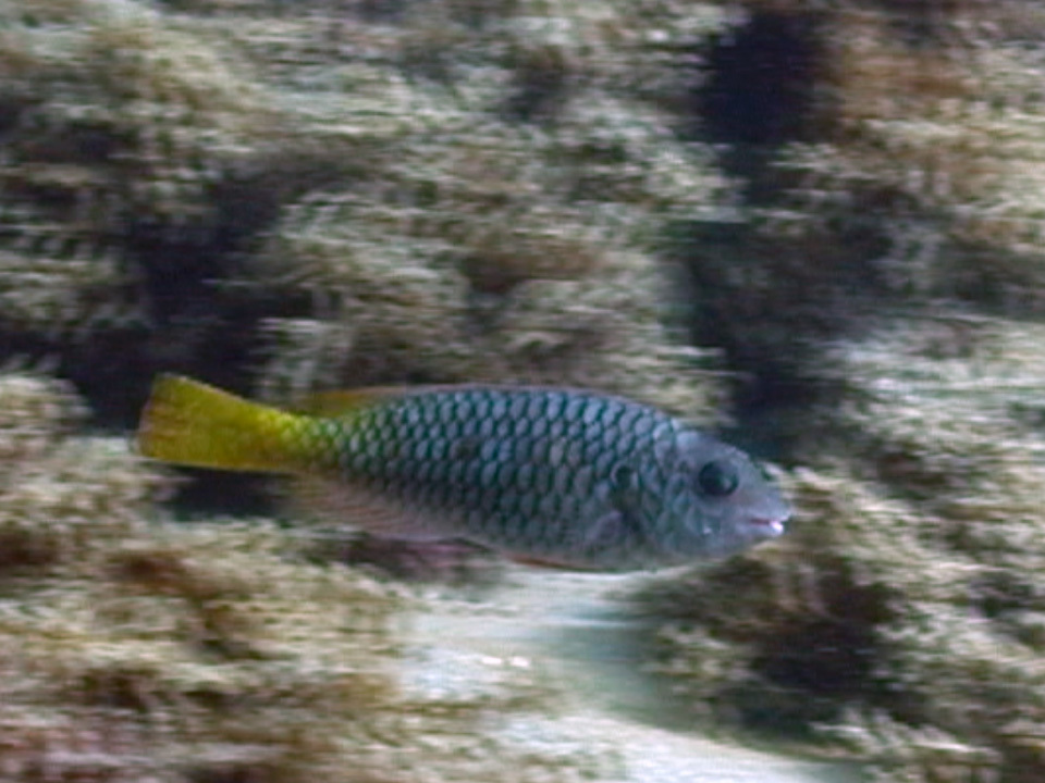 Loosetooth Parrotfish