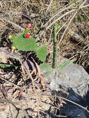 Opuntia dejecta