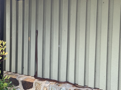 Brown Tree Snake sighting