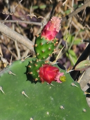 Opuntia dejecta