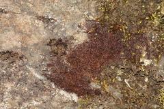 Andreaea amblyophylla
