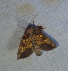 Papaipema cataphracta